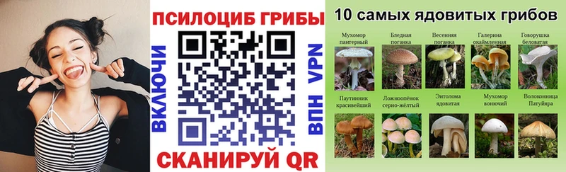 OMG ONION  Старица  Галлюциногенные грибы Psilocybine cubensis  где можно купить наркотик 